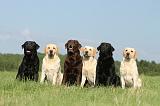 LABRADOR 427